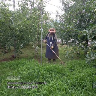 최동구님의 사과 · 제초 작성글 사진