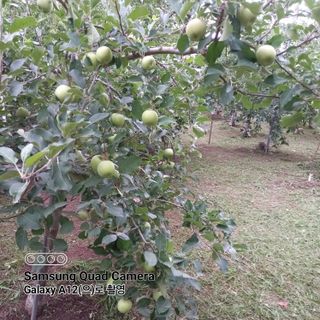 최동구님의 사과 · 제초 작성글 사진