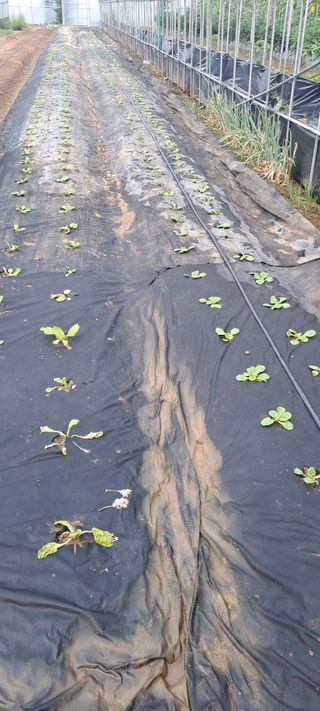 용호님의 배추 · 영농일지 작성글 사진