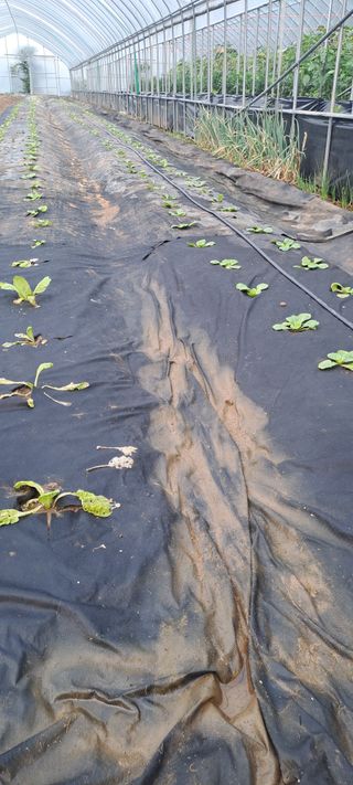 용호님의 배추 · 영농일지 작성글 사진