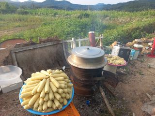 한태훈님의 옥수수 · 영농일지 작성글 사진