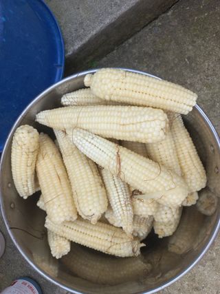 한태훈님의 옥수수 · 영농일지 작성글 사진