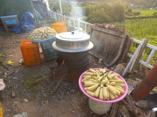 한태훈님의 옥수수 · 영농일지 작성글 사진