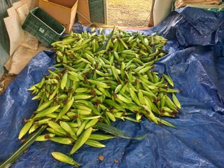 한태훈님의 옥수수 · 영농일지 작성글 사진