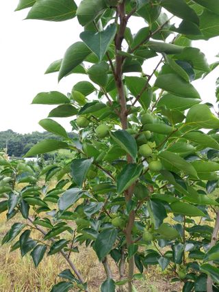 시골살이님의 자유주제 · 자유게시판 작성글 사진