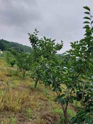 시골살이님의 자유주제 · 자유게시판 작성글 사진