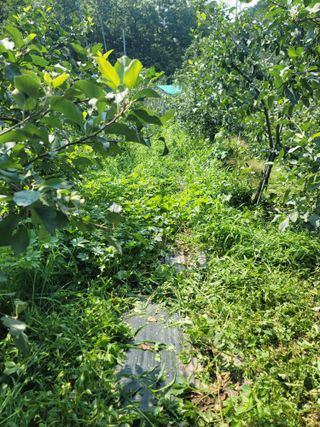 김성명님의 사과 · 영농일지 작성글 사진