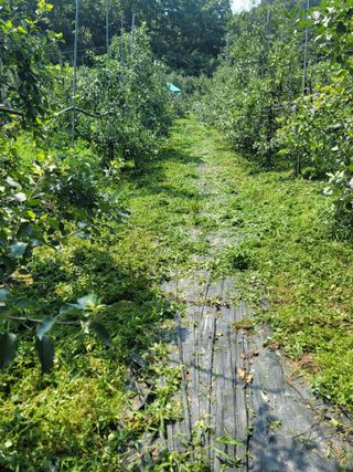 김성명님의 사과 · 영농일지 작성글 사진