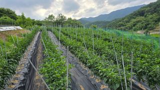 김병섭님의 🎉상반기 결산 자랑하기 · 참여글 작성글 사진