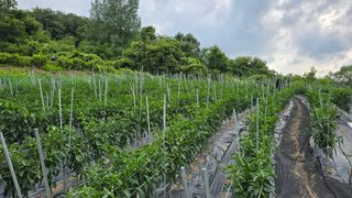 김병섭님의 🎉상반기 결산 자랑하기 · 참여글 작성글 사진