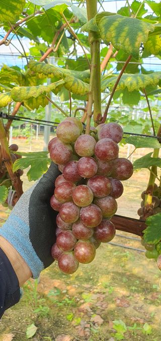 kingcar님의 포도 · 영농일지 작성글 사진