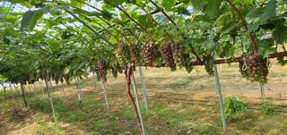 kingcar님의 포도 · 영농일지 작성글 사진