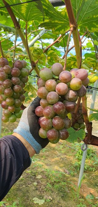 kingcar님의 포도 · 영농일지 작성글 사진