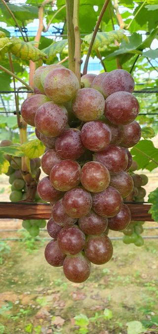 kingcar님의 포도 · 영농일지 작성글 사진