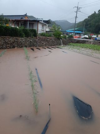 자두1137님의 🎉상반기 결산 자랑하기 · 참여글 작성글 사진