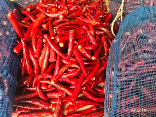 이정홍님의 농사, 무엇이든 물어보세요! · 참여글 작성글 사진