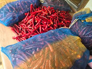 이정홍님의 농사, 무엇이든 물어보세요! · 참여글 작성글 사진