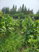 팜모닝 자유주제·자유게시판 게시글 이미지