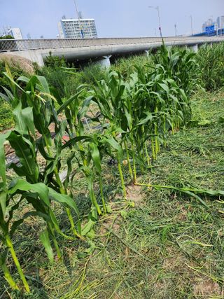 천지창조님의 자유주제 · 자유게시판 작성글 사진