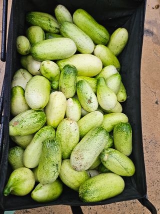 남옥선님의 자유주제 · 자유게시판 작성글 사진