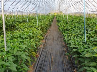 호박19950님의 🎉상반기 결산 자랑하기 · 참여글 작성글 사진