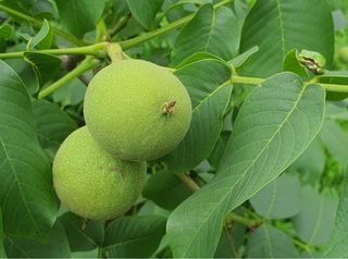 안씨농원님의 자유주제 · 사진전 작성글 사진