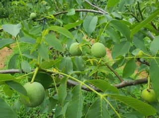 안씨농원님의 자유주제 · 사진전 작성글 사진