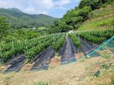김광자님의 🎉상반기 결산 자랑하기·참여글 작성글 사진