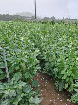 백봉2리밭농사곡식님의 농사, 무엇이든 물어보세요! · 참여글 작성글 사진