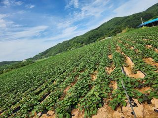 배순녀님의 🎉상반기 결산 자랑하기 · 참여글 작성글 사진