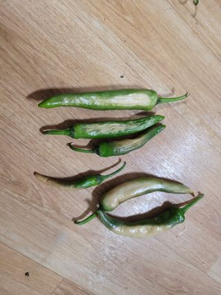 울산 임순옥님의 고추 · 병해충상담 작성글 사진