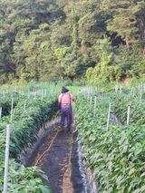 팜모닝 고추·영농일지 게시글 이미지