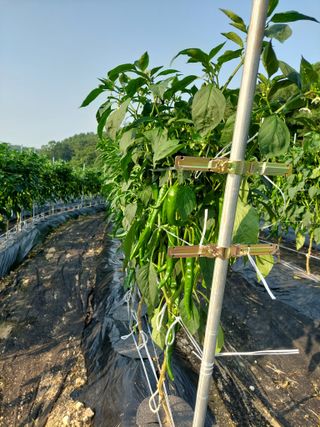 지금은 공돌이님의 고추 · 영농일지 작성글 사진