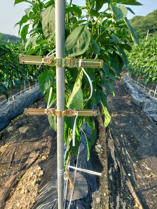 지금은 공돌이님의 고추 · 영농일지 작성글 사진
