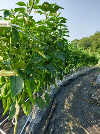 지금은 공돌이님의 고추 · 영농일지 작성글 사진
