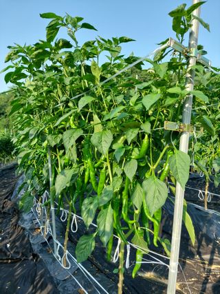 지금은 공돌이님의 고추 · 영농일지 작성글 사진