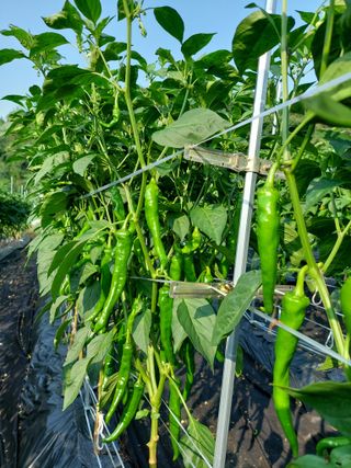 지금은 공돌이님의 고추 · 영농일지 작성글 사진