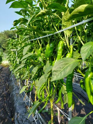 지금은 공돌이님의 고추 · 영농일지 작성글 사진