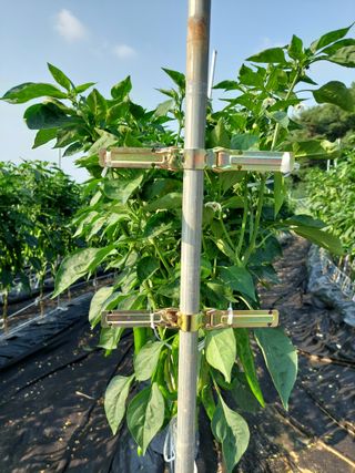지금은 공돌이님의 고추 · 영농일지 작성글 사진