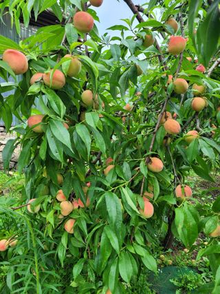 최유진님의 🎉상반기 결산 자랑하기 · 참여글 작성글 사진