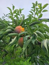 만청님의 작성글 사진