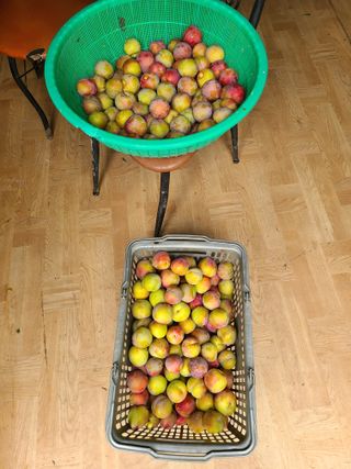 만청님의 자두 · 영농일지 작성글 사진