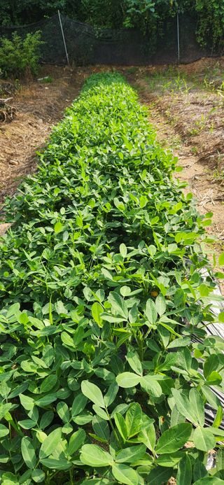 최군환님의 🎉상반기 결산 자랑하기 · 참여글 작성글 사진