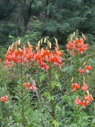 봉우재농부님의 자유주제 · 자유게시판 작성글 사진