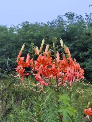 봉우재농부님의 자유주제 · 자유게시판 작성글 사진