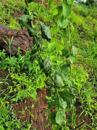 한란님의 매실 · 병해충상담 작성글 사진