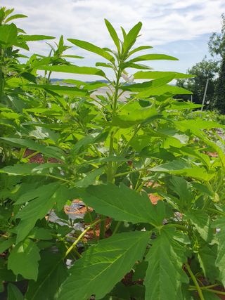 고사리9794님의 농사, 무엇이든 물어보세요! · 참여글 작성글 사진