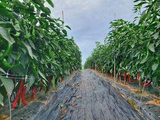 둥이농장(김준태)님의 자유주제 · 자유게시판 작성글 사진