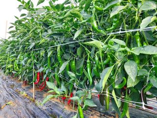 둥이농장(김준태)님의 자유주제 · 자유게시판 작성글 사진