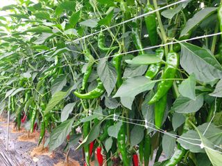 둥이농장(김준태)님의 자유주제 · 자유게시판 작성글 사진